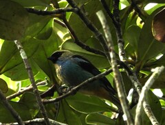 Tangara labradorides