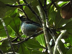 Tangara labradorides