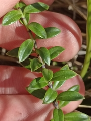 Veronica vernicosa