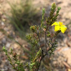 Hibbertia devitata