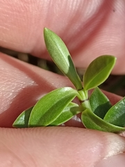 Veronica vernicosa