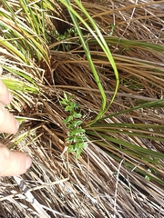 Veronica vernicosa