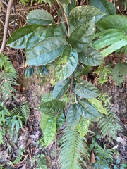 Mappianthus iodoides