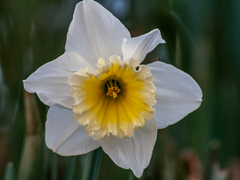 Narcissus poeticus