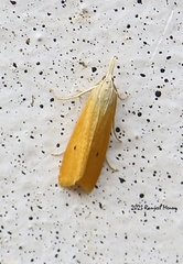Scirpophaga incertulas