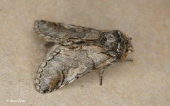 Diloba caeruleocephala