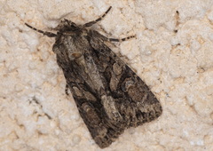 Dryobotodes tenebrosa