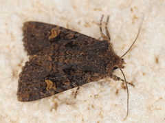 Dryobota labecula