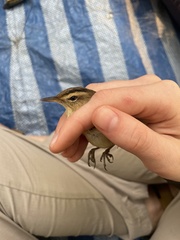 Acrocephalus bistrigiceps