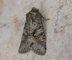 Dryobotodes carbonis