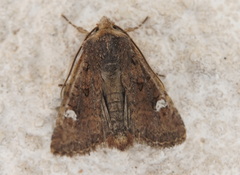 Dryobota labecula