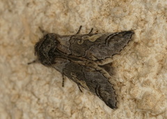Diloba caeruleocephala