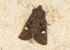 Dryobota labecula
