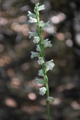 Spiranthes praecox