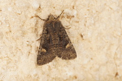 Dryobota labecula