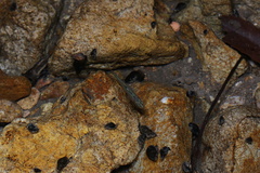 Opsariichthys evolans