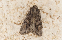 Dryobotodes tenebrosa