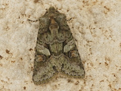 Dryobotodes carbonis