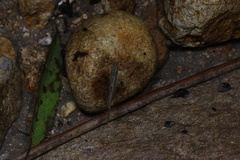 Opsariichthys evolans