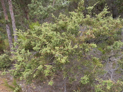 Myrtaceae