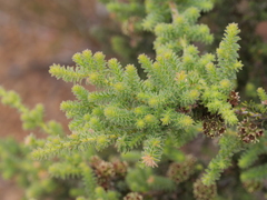 Myrtaceae