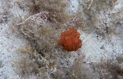 Phlyctenactis tuberculosa