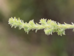 Myrtaceae