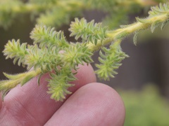 Myrtaceae