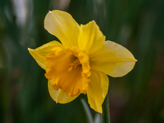 Narcissus assoanus