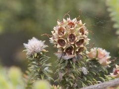 Myrtaceae