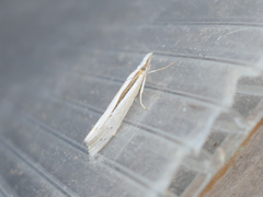 Orocrambus ramosellus