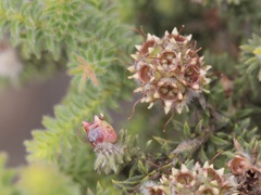 Myrtaceae