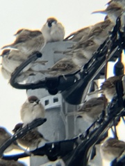 Passer montanus saturatus