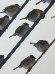 Passer montanus saturatus