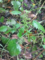 Urtica sykesii