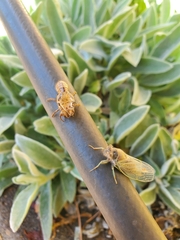 Cicadidae