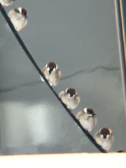 Passer montanus saturatus