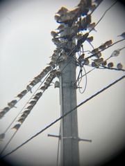 Passer montanus saturatus