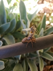 Cicadidae