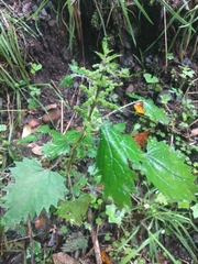 Urtica sykesii