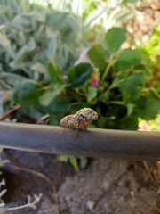 Cicadidae