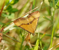 Anachloris subochraria