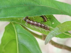 Helicorthomorpha
