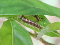 Helicorthomorpha