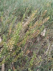 Lepidium bonariense