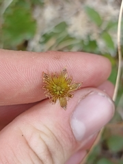 Geum uniflorum