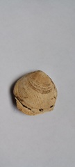 Glycymeris longior