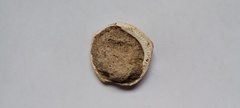 Glycymeris longior