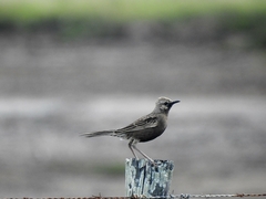 Cincloramphus cruralis