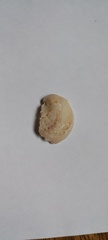 Bostrycapulus odites